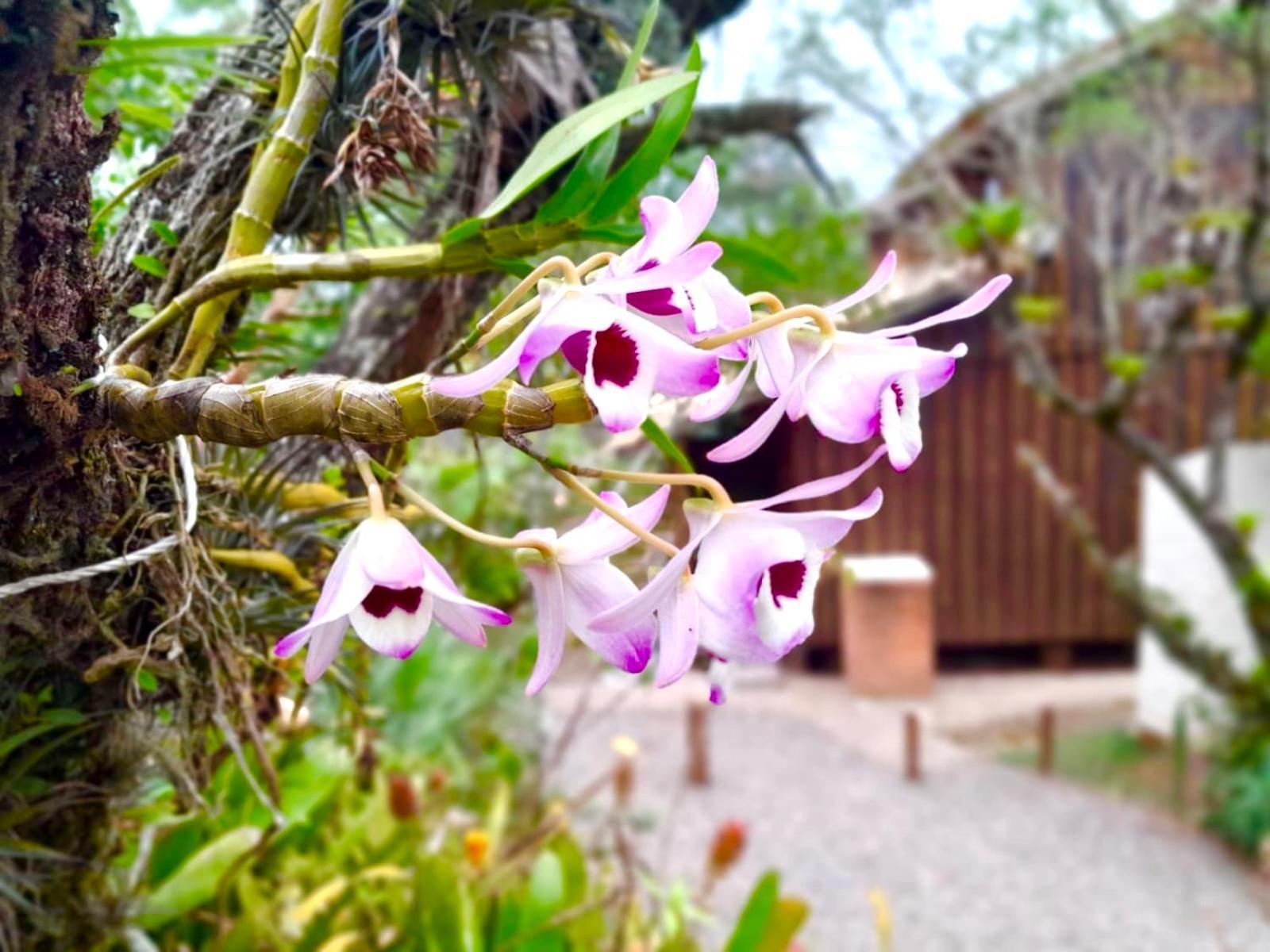 Recanto das Bromélias Chalés Guarda do Embaú Exterior foto