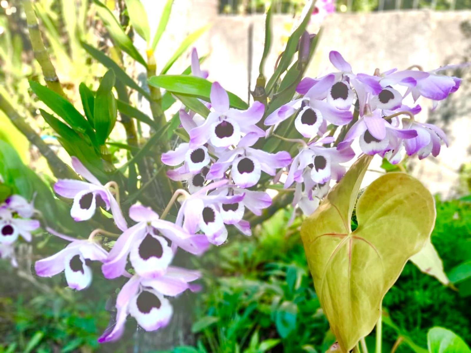 Recanto das Bromélias Chalés Guarda do Embaú Exterior foto