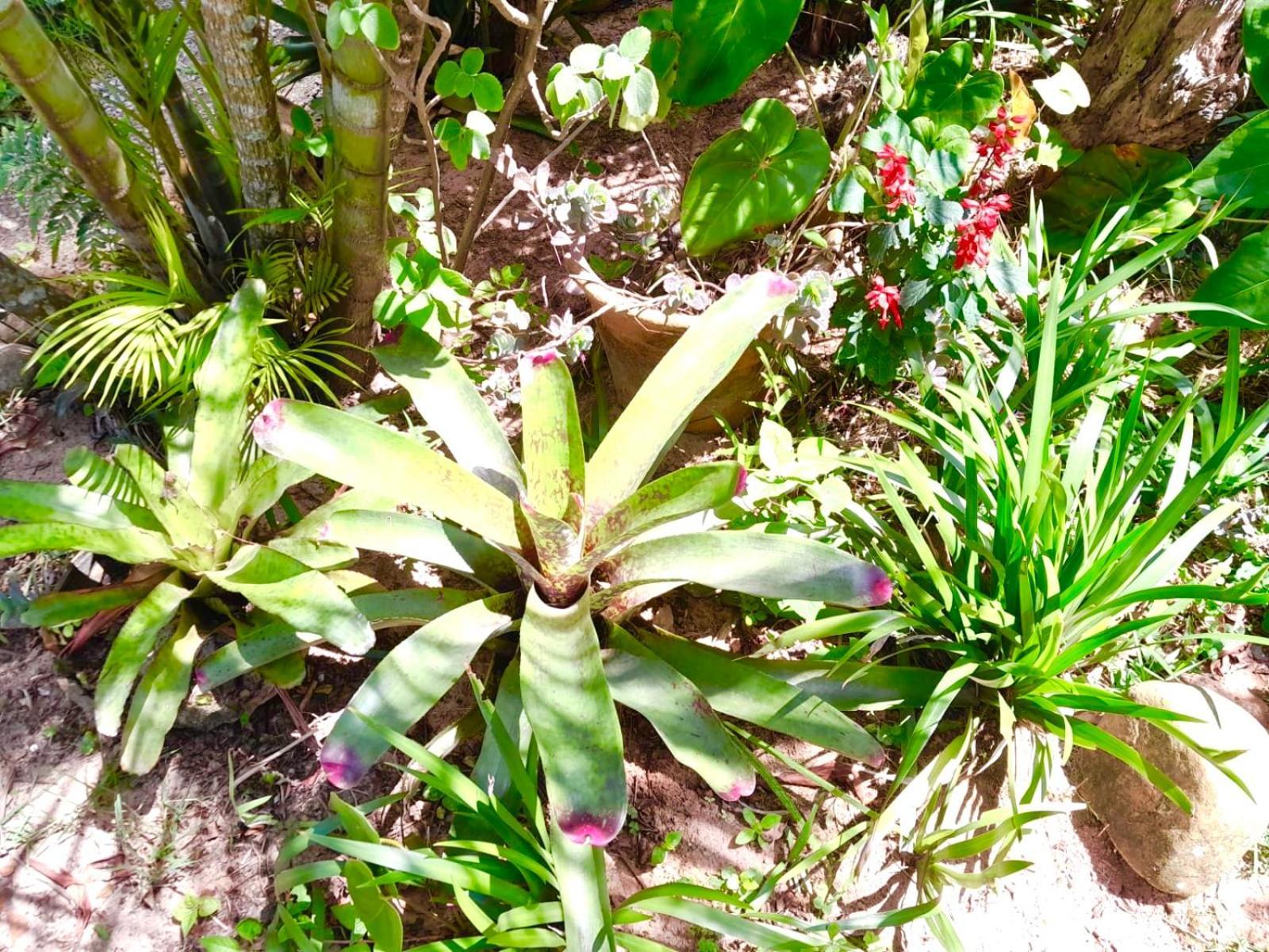 Recanto das Bromélias Chalés Guarda do Embaú Exterior foto