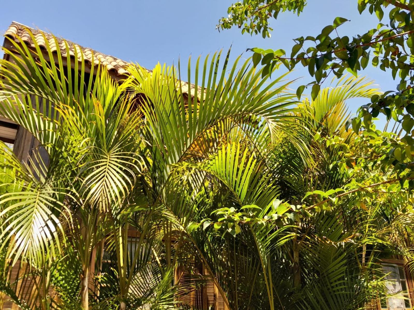 Recanto das Bromélias Chalés Guarda do Embaú Exterior foto